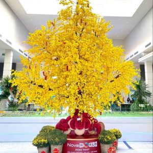 Cây hoa mai nở mùng 3 Tết