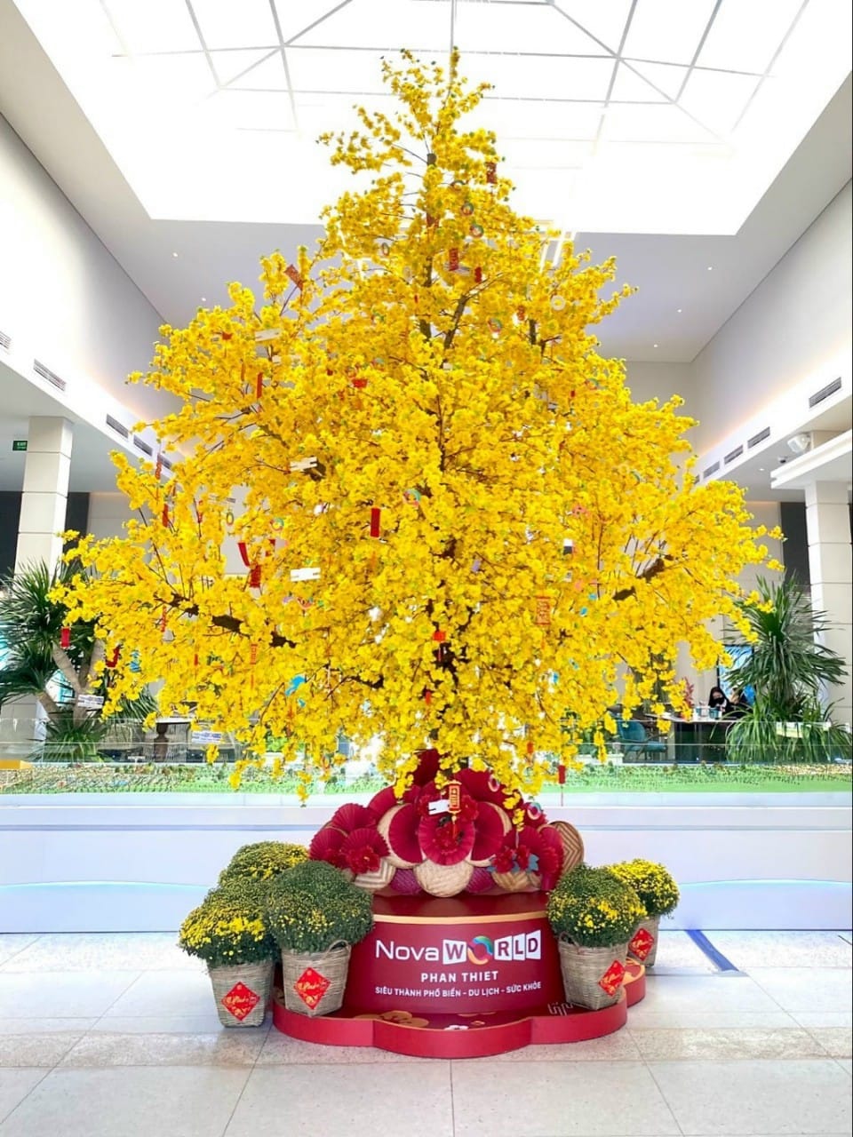 Cây hoa mai nở mùng 3 Tết