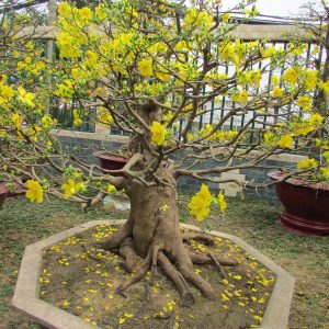 Cây hoa mai bonsai nhiều hoa nở mùng 1