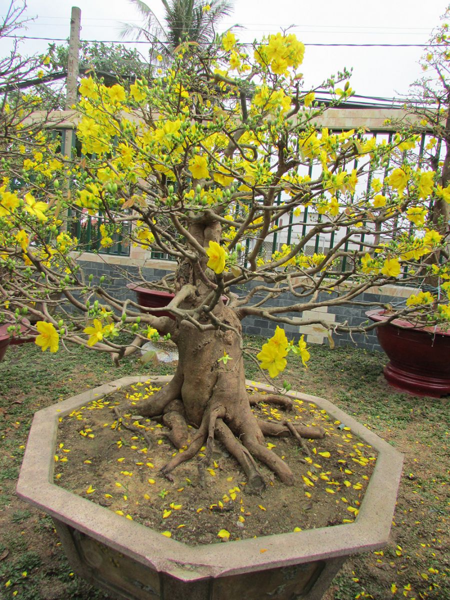 Cây hoa mai bonsai nhiều hoa nở mùng 1