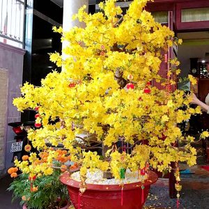 Cây hoa mai bonsai 8-12 cánh 03