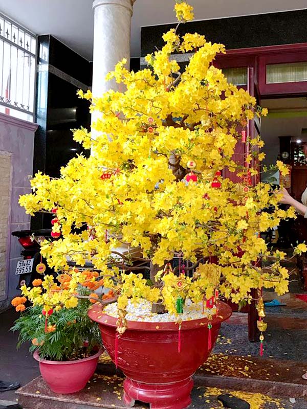 Cây hoa mai bonsai 8-12 cánh 03