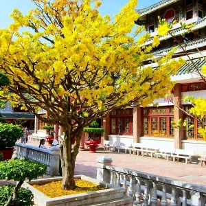 Cây hoa mai bonsai 12 cánh đẹp 02