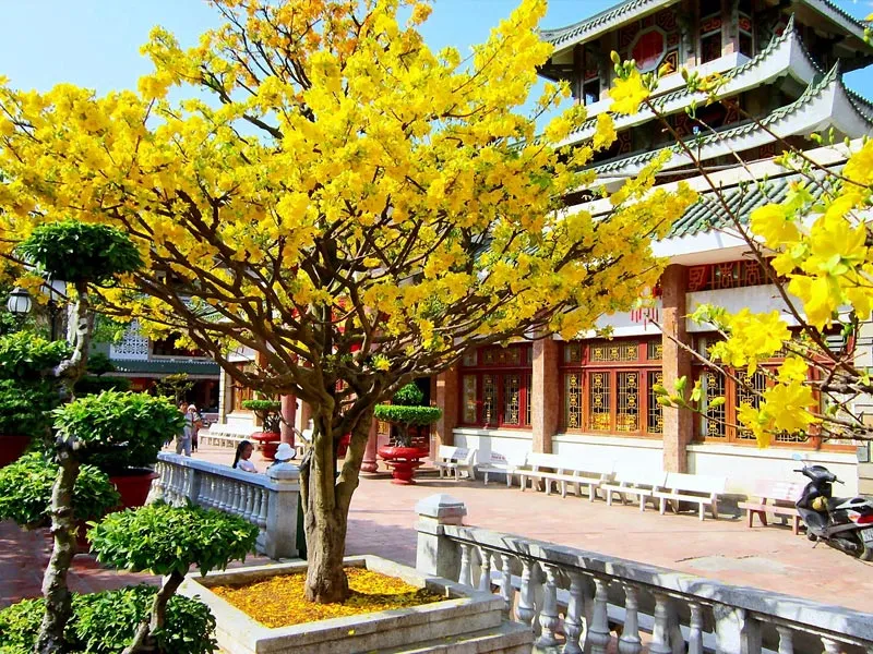 Cây hoa mai bonsai 12 cánh đẹp 02