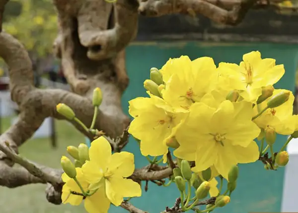 Cây Mai bonsai để bànCây Mai Bonsai Để Bàn
