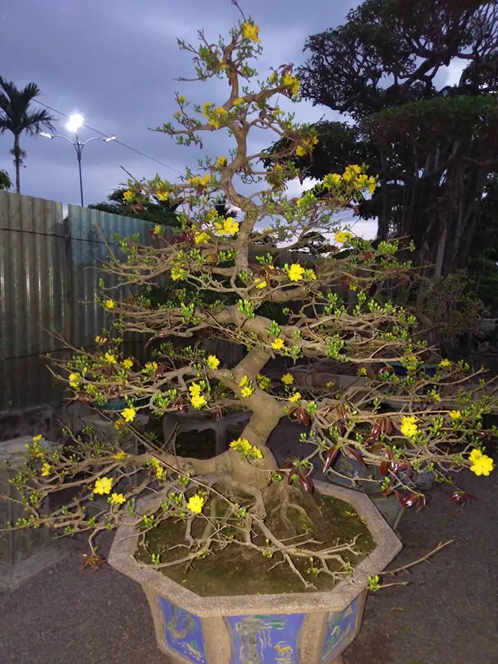 Cây Mai bonsai