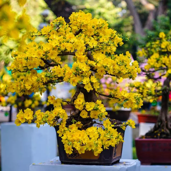 Chậu Cây Mai Bonsai Đẹp
