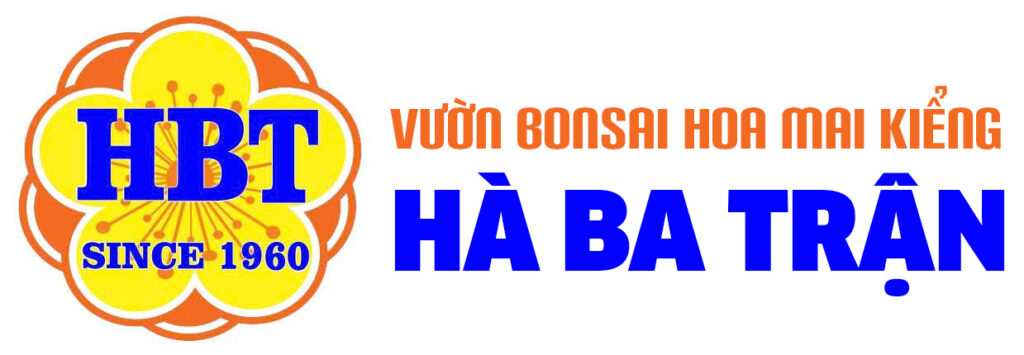 Mai vàng Thủ Đức