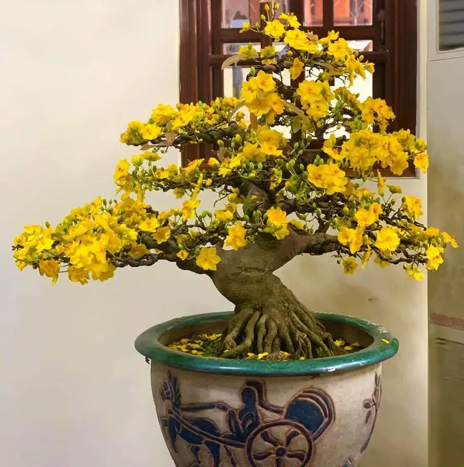 Hoa mai bonsai 0393