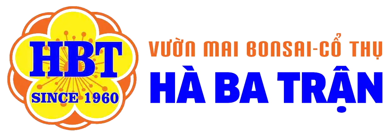 Mai vàng Thủ Đức