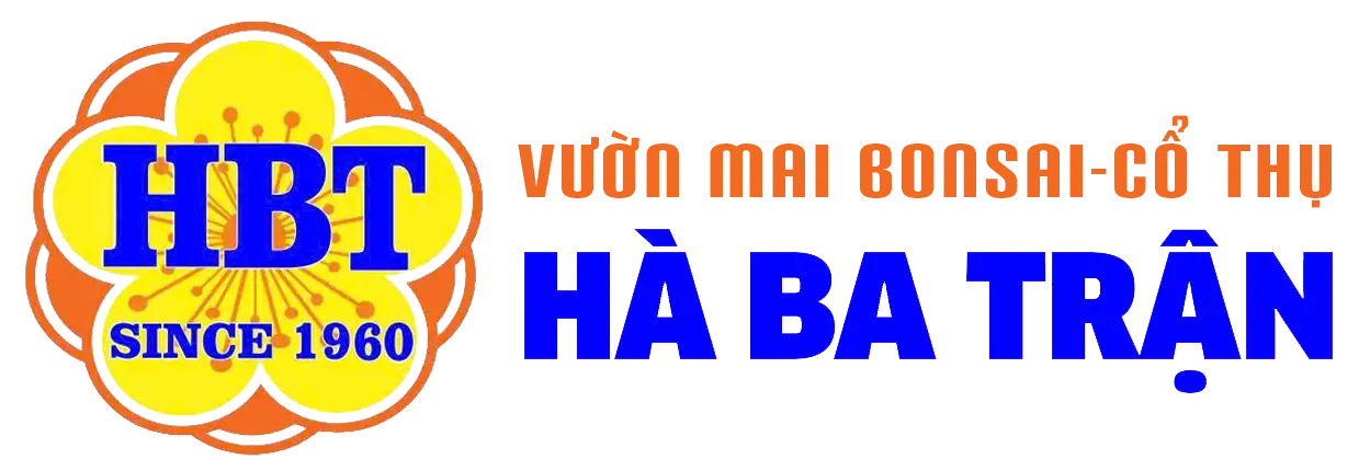 Mai vàng Thủ Đức